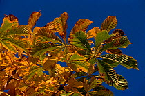 Horse chestnut leaves (Aesculus hippocastanum) in autumn. England, England, UK, Europe
