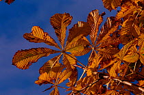 Horse chestnut leaves (Aesculus hippocastanum) in autumn. England, UK, Europe