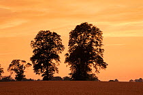 Wych Elm trees on farmland at sunset. (Ulmus glabra) Scotland Perthshire.