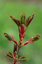Sycamore buds opening,  Scotland
