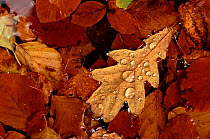 English oak leaf (Quercus robur) in pond, autumn. Angus, Scotland, UK, Europe