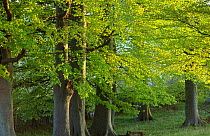 Beech trees in spring foliage, Brecon Beacons NP, Wales, UK