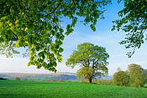 Oak tree (Quercus sp) near Llanfrynach, Brecon Beacons NP, Wales