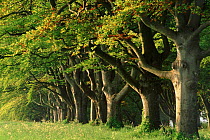 Avenue of Beech trees near Wimborne, Dorset, England