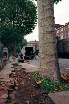 Laying Cable television wires in Bristol causing damage to city tree roots. UK England.