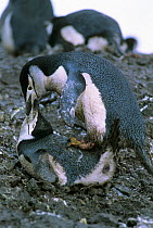 Chinstrap penguins (Pygoscelis antarctica) mating pair, Antarctica