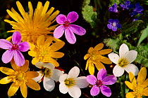 Mixed spring flowers including Meadow Saxafrage and Celandine