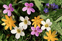 Mixed species of flowers growing in an old graveyard in Scotland.