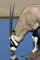 Gemsbok drinking at waterhole. (Oryx gazella gazella) Etosha NP, Namiba, Southern Africa