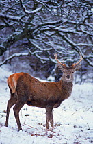 Red deer stag in snow, Scotland