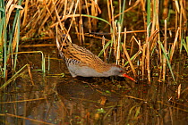 Water rail (Rallus aquaticus) at the edge of a pond. England, UK, Europe