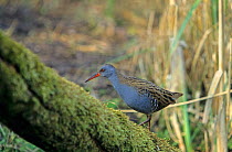 Water rail on moss covered log (Rallus aquaticus) Wiltshire, UK