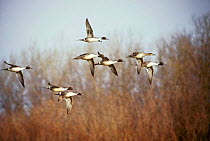 Pintails (Anas acuta) in flight, Platte River, Nebraska USA.