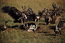 Lappet faced vultures feeding, Masi Mara, Kenya, Africa