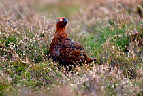 Male red grouse on heather moor (Lagopus lagopus coticus) Scotland