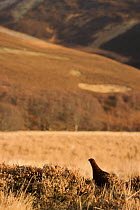Male red grouse on moorland, Scotland
