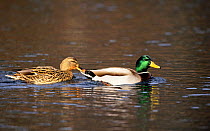 Drake (male) and duck (female) swimming on surface (Anas platyrhynchos) New York, USA