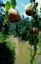 Alsomitra seed pods (Alsomitra macrocarpa) Danham Valley, Sabah, Borneo, Malaysia