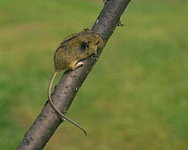 House mouse (mus musculus) climbing a branch, Sweden