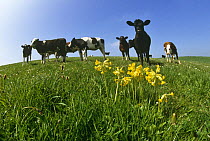 Cowslips (Primula veris) in field with cows, UK
