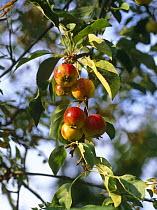 Crab apples (Mallus sp) on tree, UK