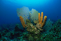 Yellow tube sponge (Porifera sp) Cuba, Caribbean