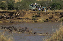 Big Cat Diary team film wildebeest crossing Mara River September 1996
