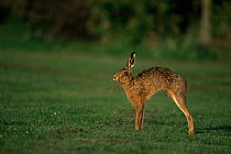 European Hare stretching (Lepus europeaus) England