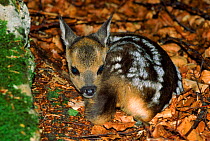 Young Roe deer (Capreolus capreolus) in leaf litter. Germany, Europe