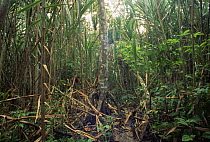 River cane (Gynerium sagittatum) and Cecropia, early successional rainforest, Rio Napo, Ecuador