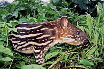 Brazilian tapir, Ecuadorian Amazon, South America.