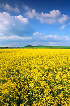 Oil seed rape field in flower, Wiltshire, England.