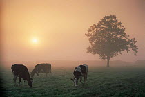 Cattle grazing at dawn on a misty morning, Dorset, England
