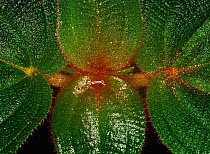 Leaf detail cloud forest shrub (Family Melastomataceae). West Ecuador, South America