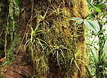 Bromelaids in the cloud forest at 1,500m, Western Ecuador
