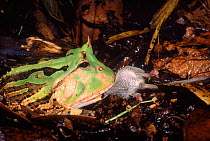 Amazon horned frog (Ceratopyrys cornuta) eating mouse (sequence: 1/2). Ecuador, South America
