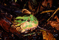 Amazon horned frog (Ceratopyrys cornuta) eating mouse sequence: 2/2). Ecuador, South America