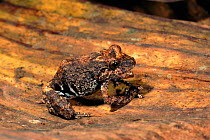 Treefrog in Amazon rainforest, Ecuador, South America.
