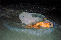 Loggerhead turtle (Caretta caretta) returns to sea after laying eggs. Florida, USA