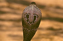 Hood pattern of spectacled cobra snake (Naja naja kaouthia) India