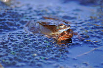 Common frogs spawning. Germany (Rana temporaria) amplexus