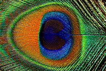 Close-up of the eye of a Peacock feather. (Pavo cristatus)