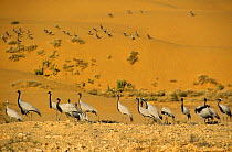 Demoiselle cranes in desert (Anthropoides virgo) Rajasthan, India