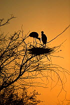 Painted Stork {Ibis leucocephalus} pair in tree silhouetted at Sunset,Keoladeo Bharatphur NP, India.