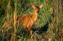 Hog Deer in long grass {Axis porcinus} Kaziranga NP, Assam, India