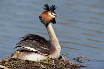 Great Crested Grebe on nest in water. England