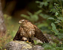 Sparrowhawk (female) with Whitethroat prey, Sweden