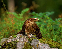 Sparrowhawk (female) with Whitethroat prey, Sweden