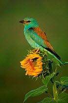Common Roller perched on a Sunflower (Helianthus annuus), Germany