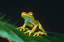 Glass frog (Centrolenella sp) Ecuador, South America